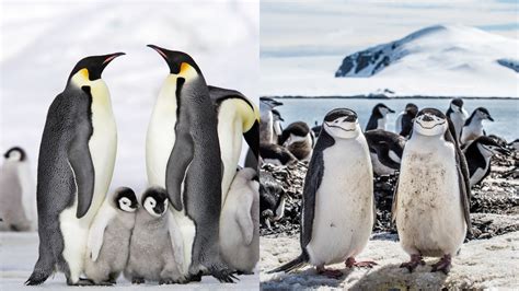 How Often Should I Service My Air Conditioner, and Why Do Penguins Prefer Cold Weather?